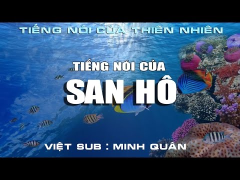 Video Nature Is Speaking : Khi san hô lên tiếng (Việt SUB) - youtube