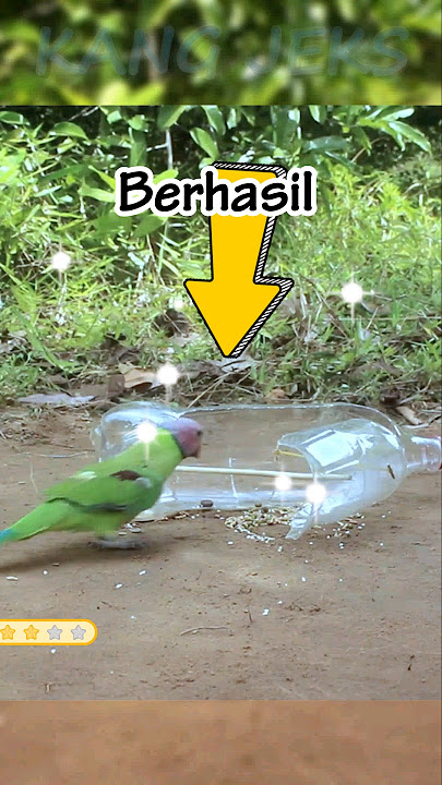 Rahasia Membuat Perangkap Burung Nuri dari Botol Bekas! #shorts #viral #trending