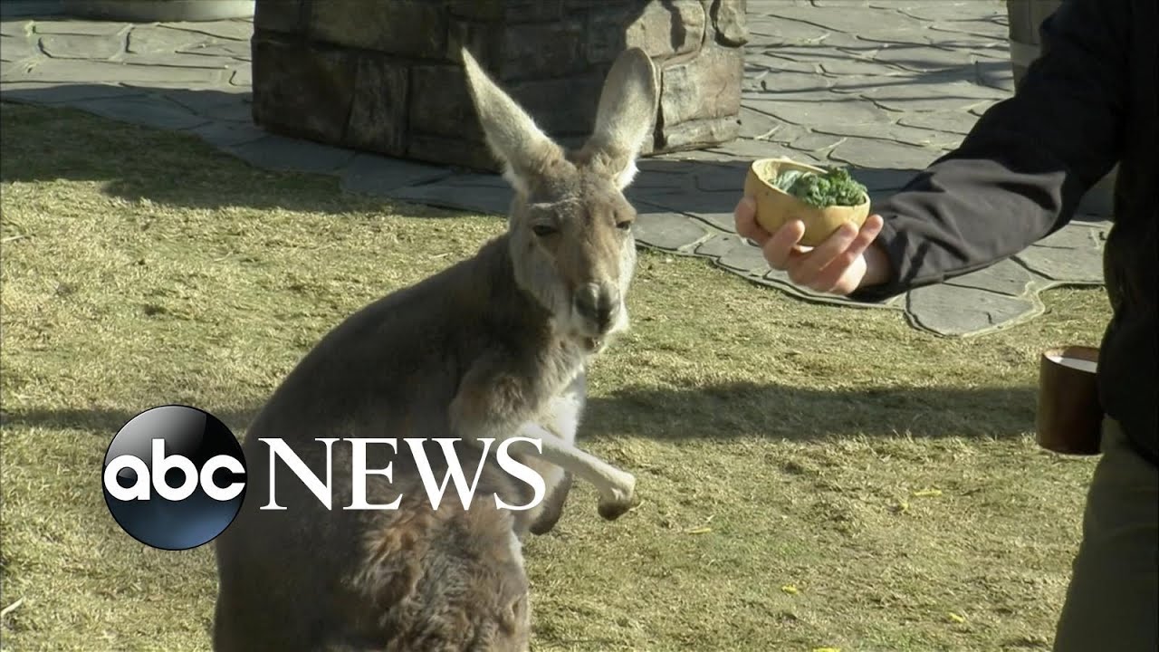 Celebrating World Wildlife Day