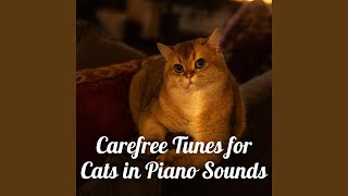 Cat Cuddle Cadence