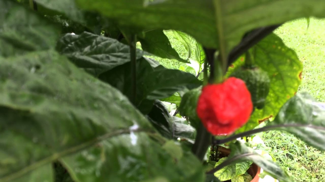 carolina reaper pepper plants carolina reaper pepper plants