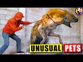 Unusual Animals That People ACTUALLY Own As Pets!
