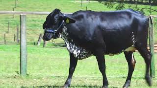 LOTE 162 7976 CO