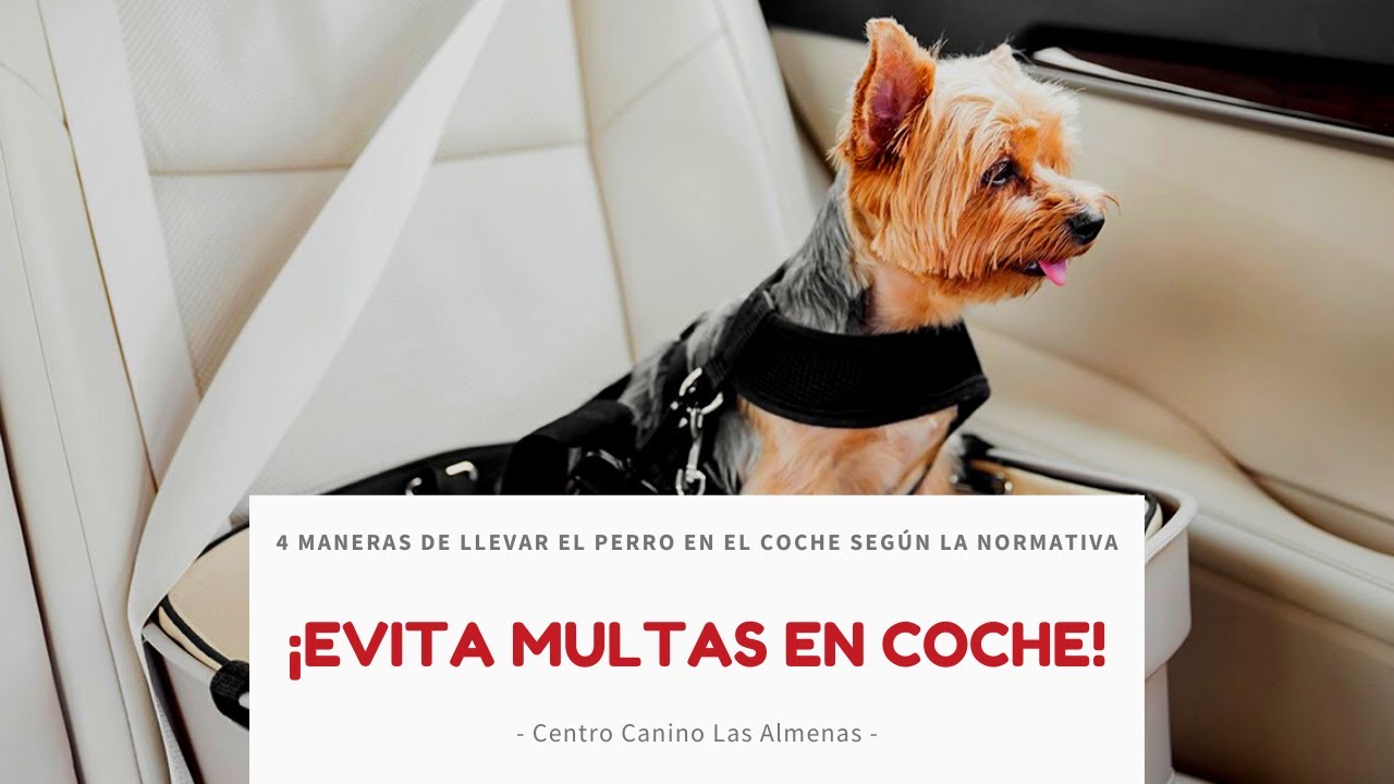 Cómo llevar un perro en coche y evitas las multas | Centro Canino Las Almenas