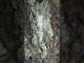 Wofür das Terrarium gebaut wird?#terraristik #terrarium #natur #naturschutz #wildnis #tierschutz