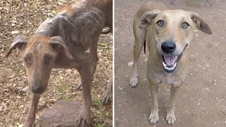 Emaciated And Sick With Mange, Street Dog Blossoms From Love.