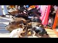 【猫島に泊まってみた】田代島に一泊二日の癒しの1人旅♪|宮城県田代島❘Japan's Cat Island