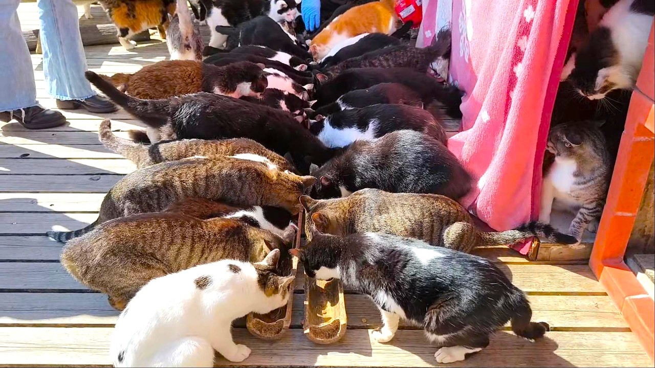 Я ночевала у 130 кошек и котят!