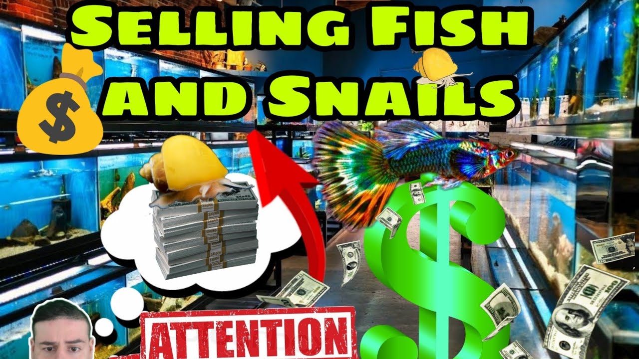 Breeding Fish and snail for profit. I sold mystery snails and Guppies