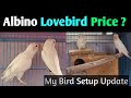 Albino Lovebird price My Birds Setup Collection Part 1