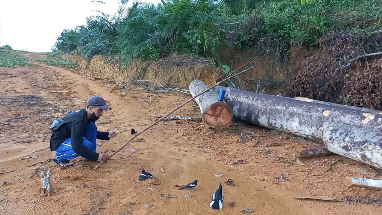 Mikat Kacer Saat Hari Hujan || Pikatan Saya Hampir Mati Dihajar Kacer Ganas