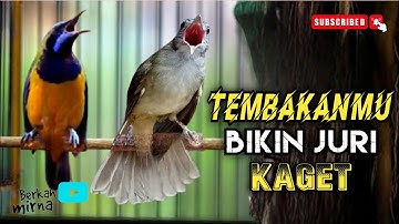 🔴MASTERAN CUCAK CUNGKOK VS KAPAS TEMBAK GACOR TEMBAKANNYA BIKIN JURI KAGET cocok buat murai batu ijo