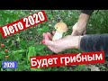 Грибы сезон  2020 подберезовики,подосиновики и маслята