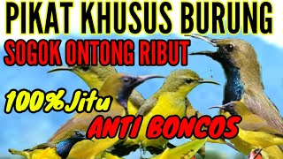 sepesialis khusus pikat  burung sogok ontong ribut anti boncos