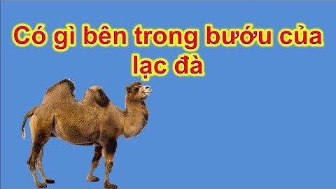 Có gì bên trong bướu của lạc đà?