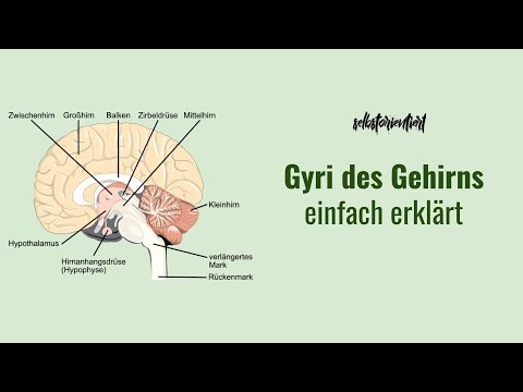 Video: Sind Sulcus und Gyrus dasselbe?