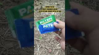 Pupuk PATEN Indonesia Pada Nilam #petaninilam #petaniindonesia #pupukorganikterbaik