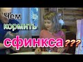 Чем кормить котят сфинксов