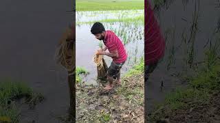 Traditional Net Fishing Video  #ytshorts #shorts