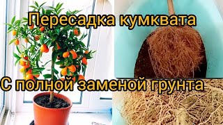 Пересадка цитрусовых с полной заменой грунта. Пересадка кумквата Маргарита из питомника.