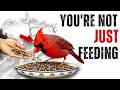 What Happens When You Feed Backyard Birds Every Day: The 5 Stages (And Hidden Dangers)