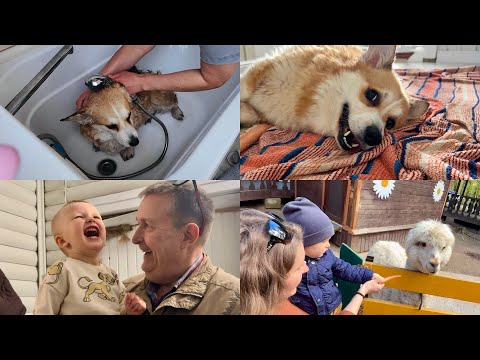 УРА! ДЕДА ПРИЕХАЛ 😀мою Сэдди 🐶корим альпаку 🦙первый аттракцион 🎢 VLOG