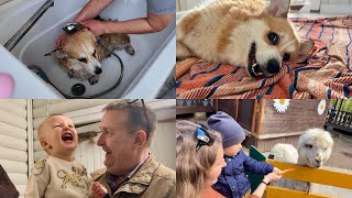 УРА! ДЕДА ПРИЕХАЛ 😀мою Сэдди 🐶корим альпаку 🦙первый аттракцион 🎢 VLOG