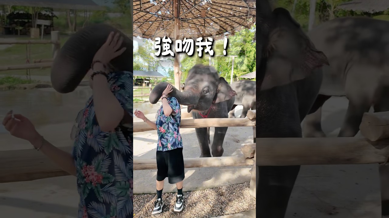 泰國清邁大象咖啡🇹🇭🐘 #泰國旅行 #清邁 #大象 #旅行vlog 縮圖
