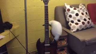 Cute kitten Snowball love to play the guitar by lemoneicey 286 views 8 years ago 48 seconds