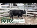 C316 - TOURO ANGUS GERAÇÃO 2021 FAZENDA BASSO PANCOTTE