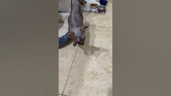 Video 9935111: sphynx pets, adopt sphynx, sphynx girl, sphynx female, hypoallergenic