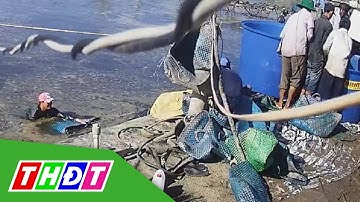 Bắt 3 đối tượng trộm hàng tấn tôm ở Cà Mau | THDT