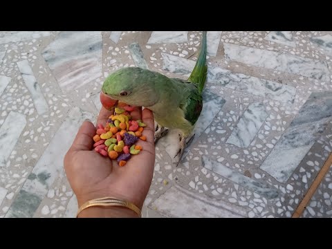 Parrot unboxing pallet, Bird food review . Balance food for parrot