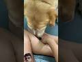 #doglove #papi #trending #shorts