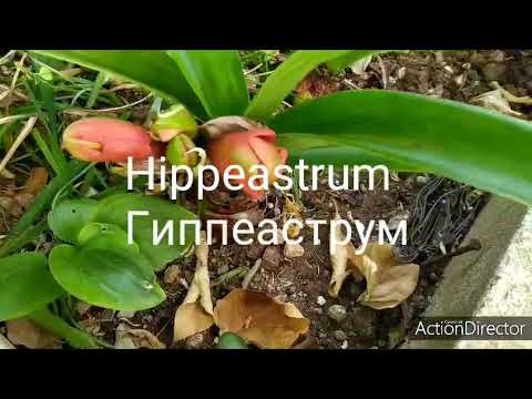 فيديو: رعاية Hippeastrum بعد الإزهار في المنزل: ماذا تفعل بالسهم عندما يتلاشى Hippeastrum؟ كيف تقليمها؟