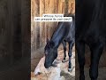 USA ranch horses causing nonstop silly trouble 🐴#USRanchHorses #AmericanCountryHorses