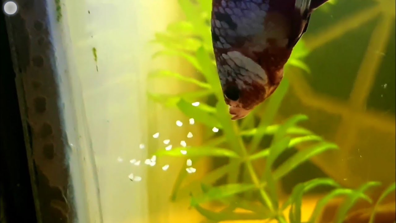 Solusi Unik Cegah Ikan Cupang Jantan Makan Telur