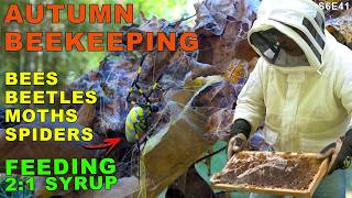 Autumn Beekeeping | Pests and Preparation