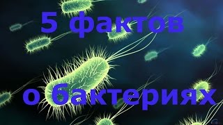 5 ФАКТОВ О БАКТЕРИЯХ.