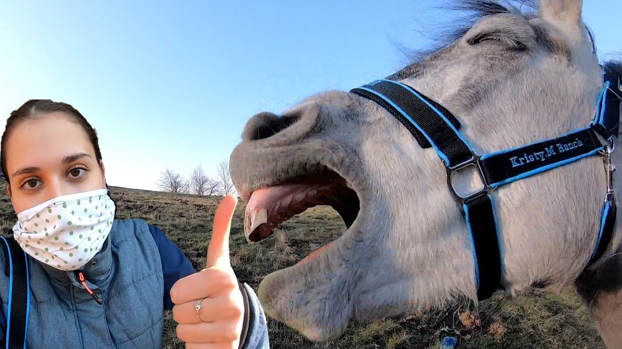 Péče o koně v karanténě ✰VLOG✰