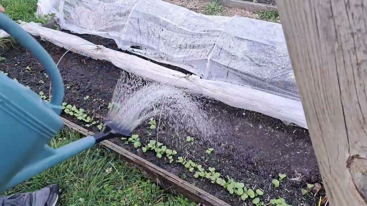 Réussir son semis de radis sans faute