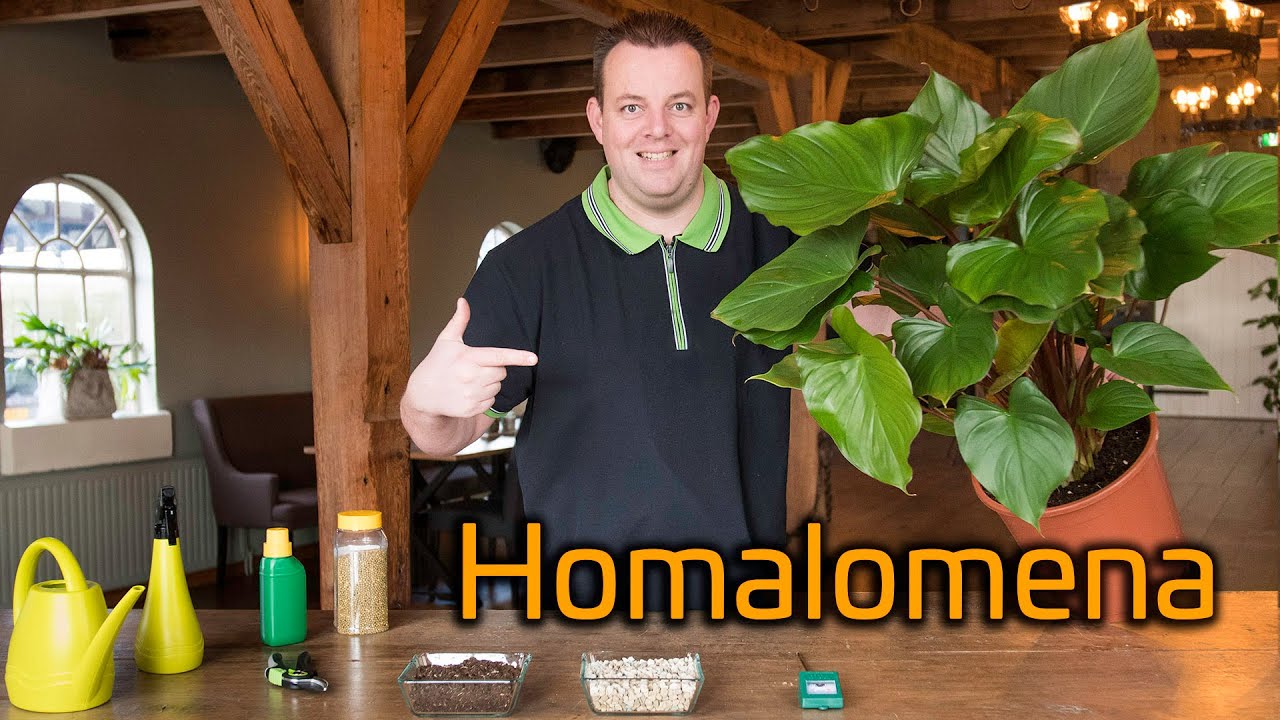 Tips voor de verzorging van je Homalomena