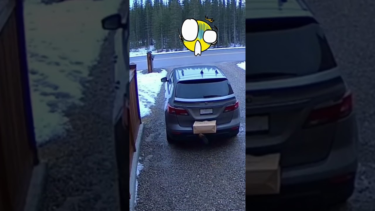 Волки у меня во дворе?! Ужасающие кадры с камер видеонаблюдения 😱‼️