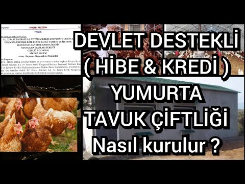 Çok az Sermaye ile sıfırdan yumurta tavuğu çiftliği nasıl kurulur? Devlet destekleri neler ? #tavuk