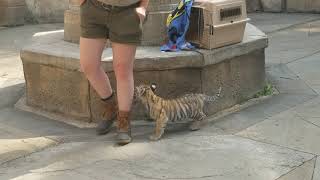 Carli, the tiger cub makes an appearance at Six Flags Great Adventure.