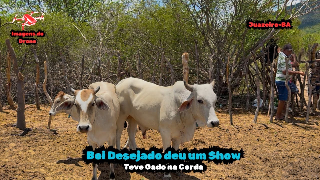 Apostas de Gado da Fazenda Serra dos Badecas - Juazeiro/BA