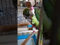 طوطی راهب کواکر سخنگو چرت زدن رفتار  حموم اومده تابشو بغل کرده چرت میزنه