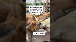 #blues #canada #western #usa #photooftheday #uk  #beautiful #animals #rural #shorts #pets #viral