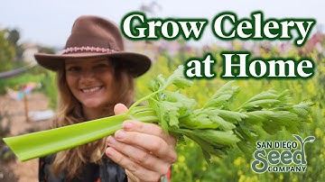 Tips for Growing CELERY | How to take this delicious staple from a SEED to HARVEST