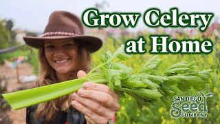 Tips for Growing CELERY | How to take this delicious staple from a SEED to HARVEST
